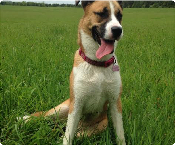 dog-walking-winchester