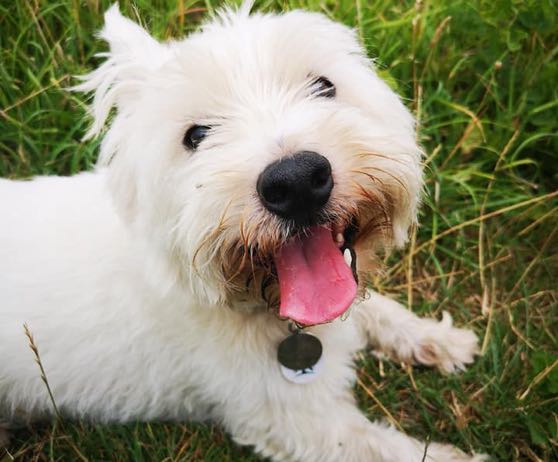 winchester-professional-pet-care