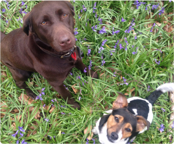 winchester-professional-dog-walking