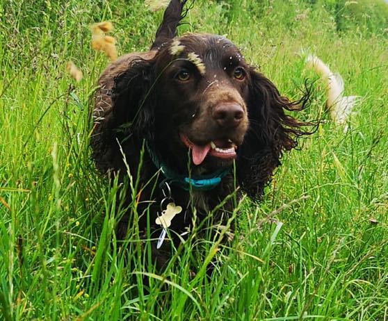 winchester-professional-pet-care