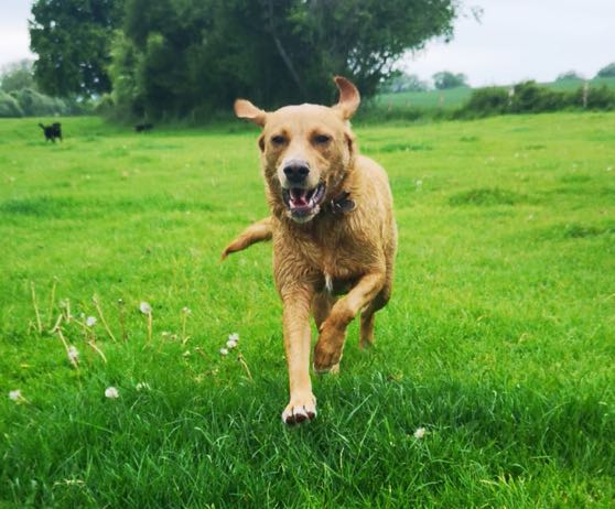 winchester-professional-pet-care