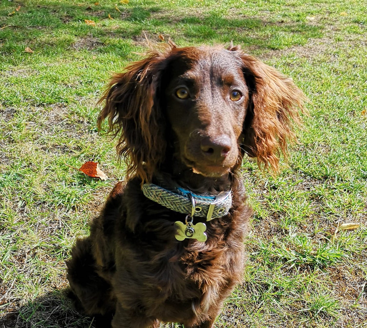 winchester-professional-dog-walking