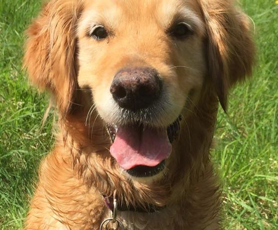 winchester-professional-pet-care