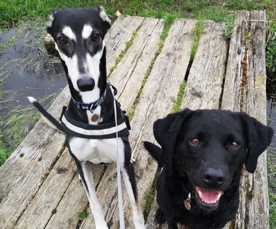 winchester-professional-dog-walking