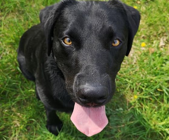 dog-walking-winchester
