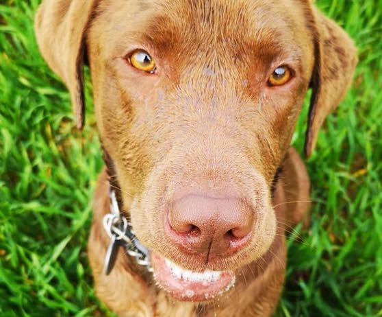 winchester-professional-pet-care