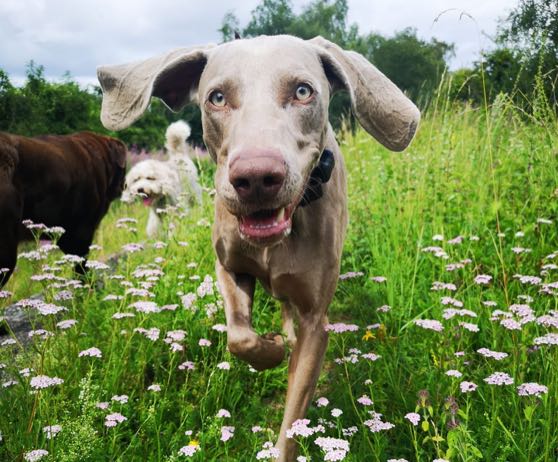 dog-walking-winchester