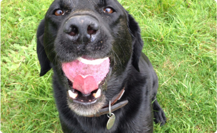 professiona-dog-walking-winchester