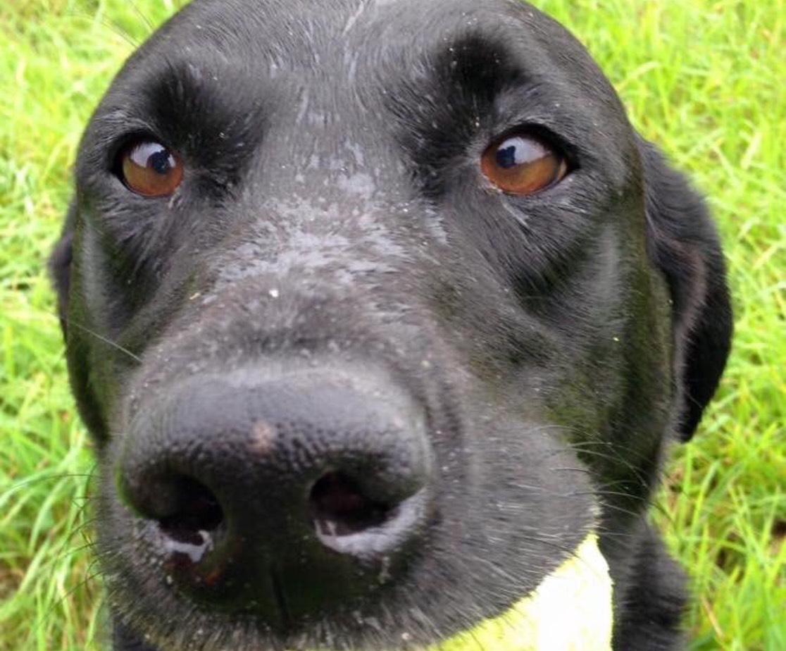 winchester-professional-dog-walking