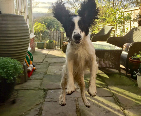winchester-professional-pet-care