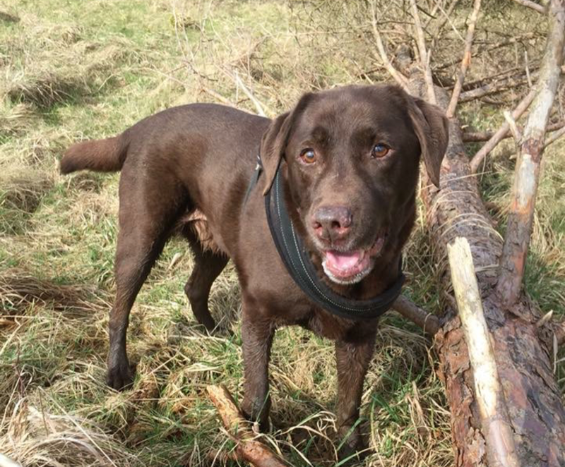 winchester-professional-dog-walking