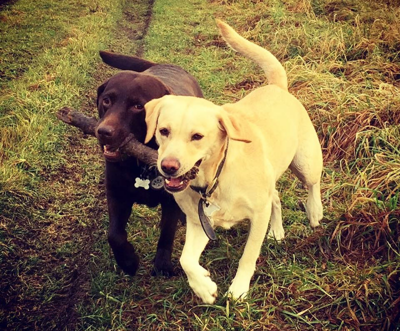 winchester-professional-dog-walking