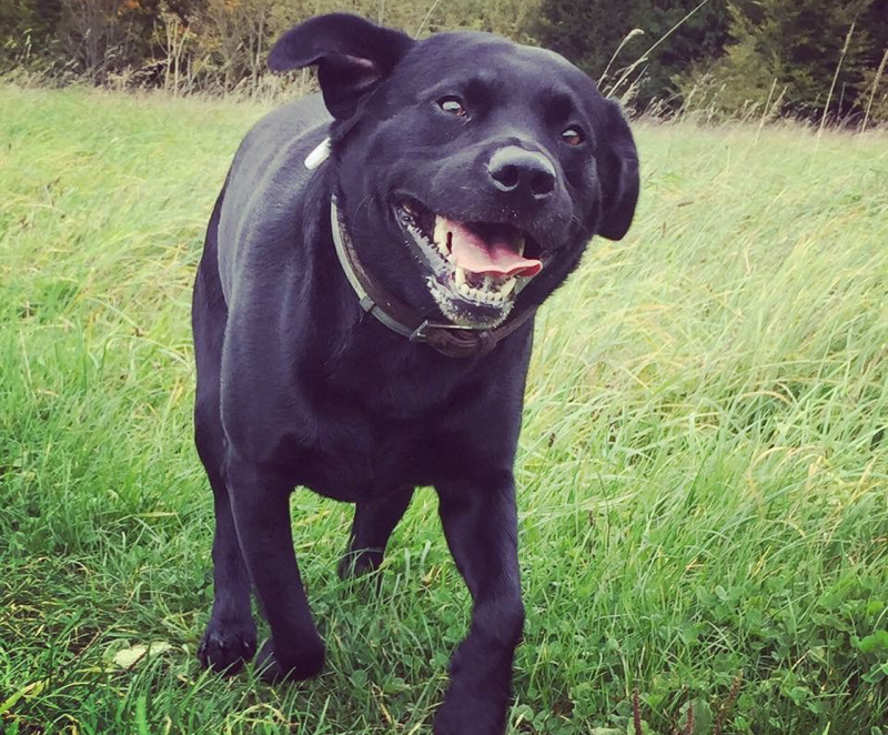 winchester-professional-dog-walking