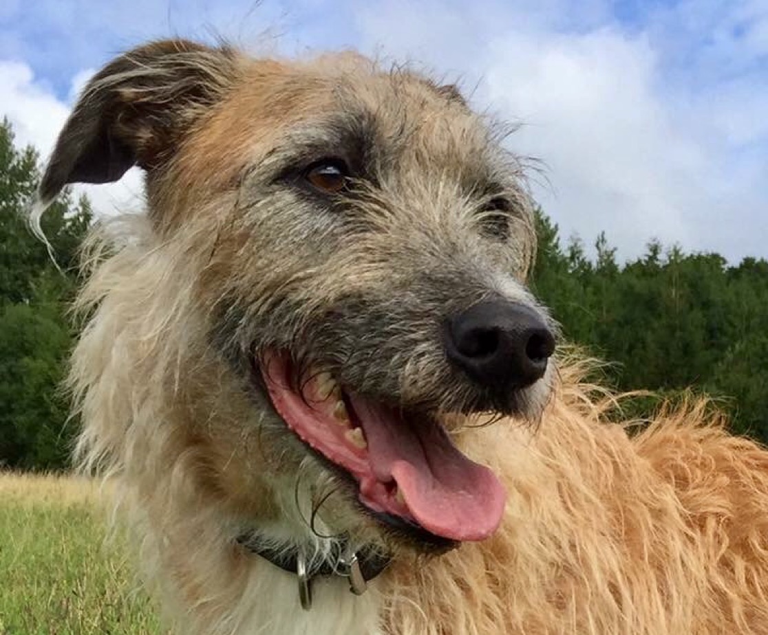 winchester-professional-dog-walking