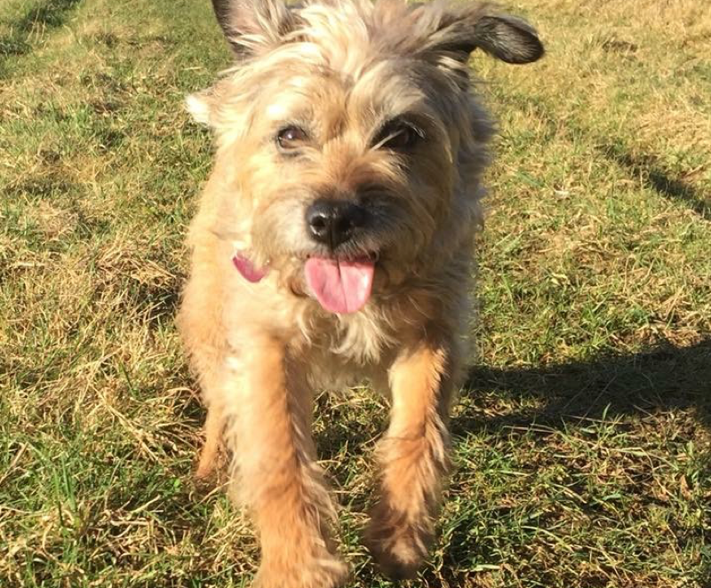 winchester-professional-dog-walking