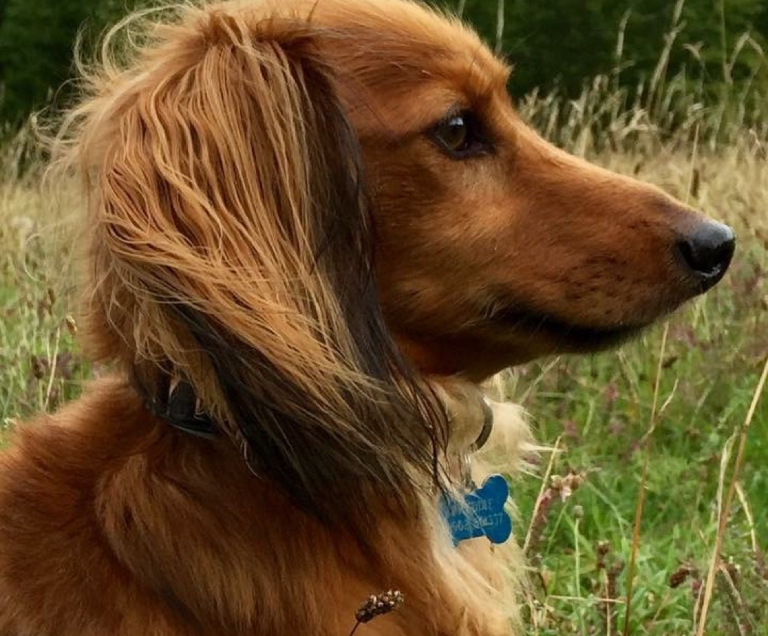 dog-walking-winchester