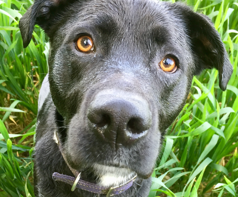 dog-walking-winchester